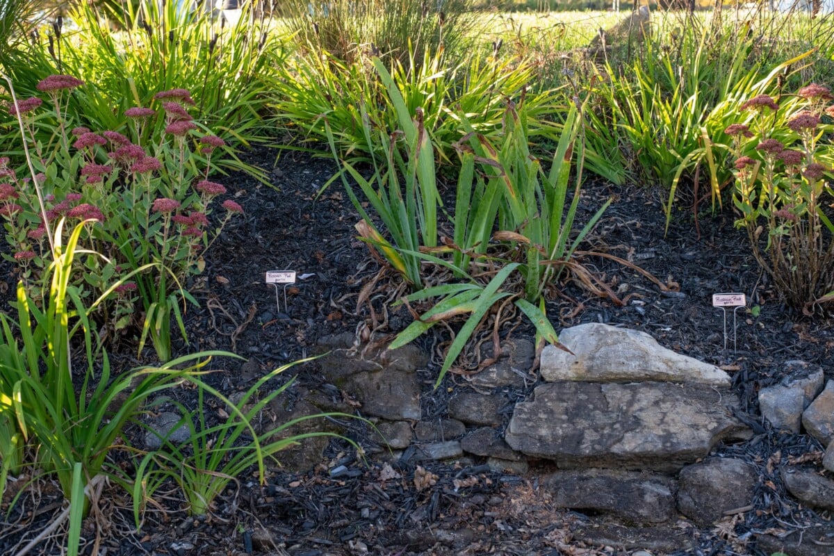 Flower bed with two copper plant labels reading "Russian Red Garlic"