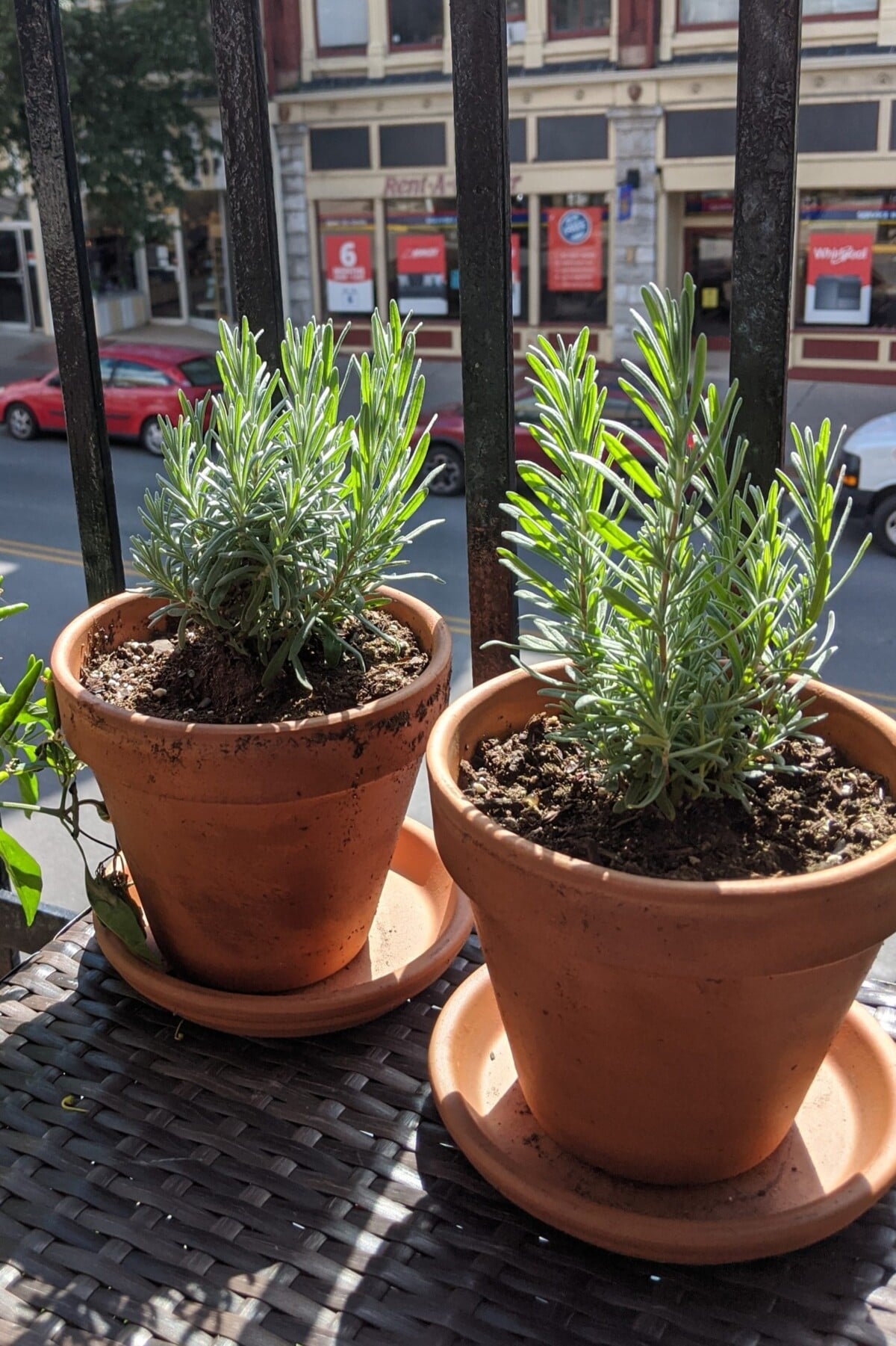 Two terracotta pots with rosemary seedlings on a balcony