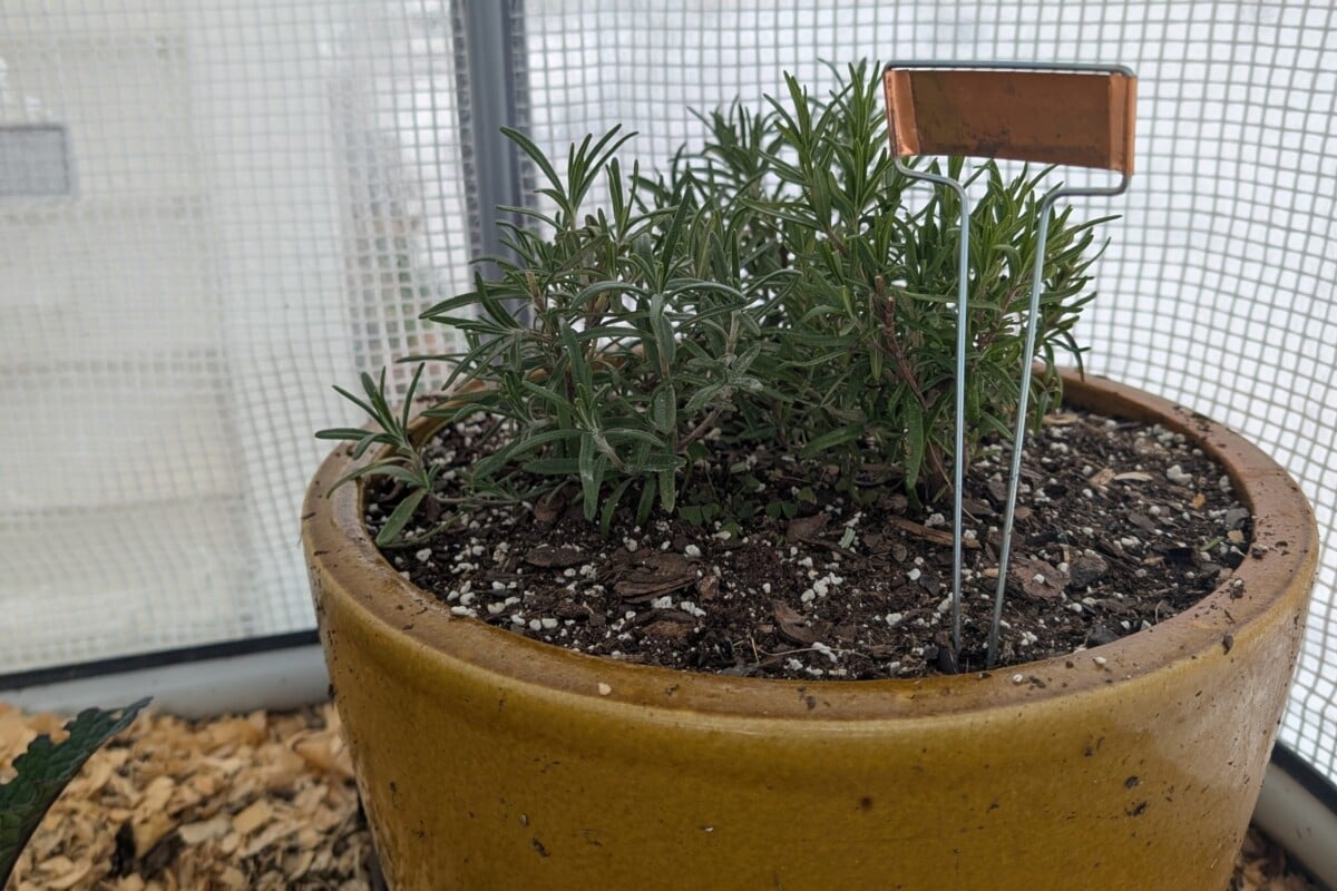 Potted rosemary plant in December being grown in a temporary greenhouse shelter