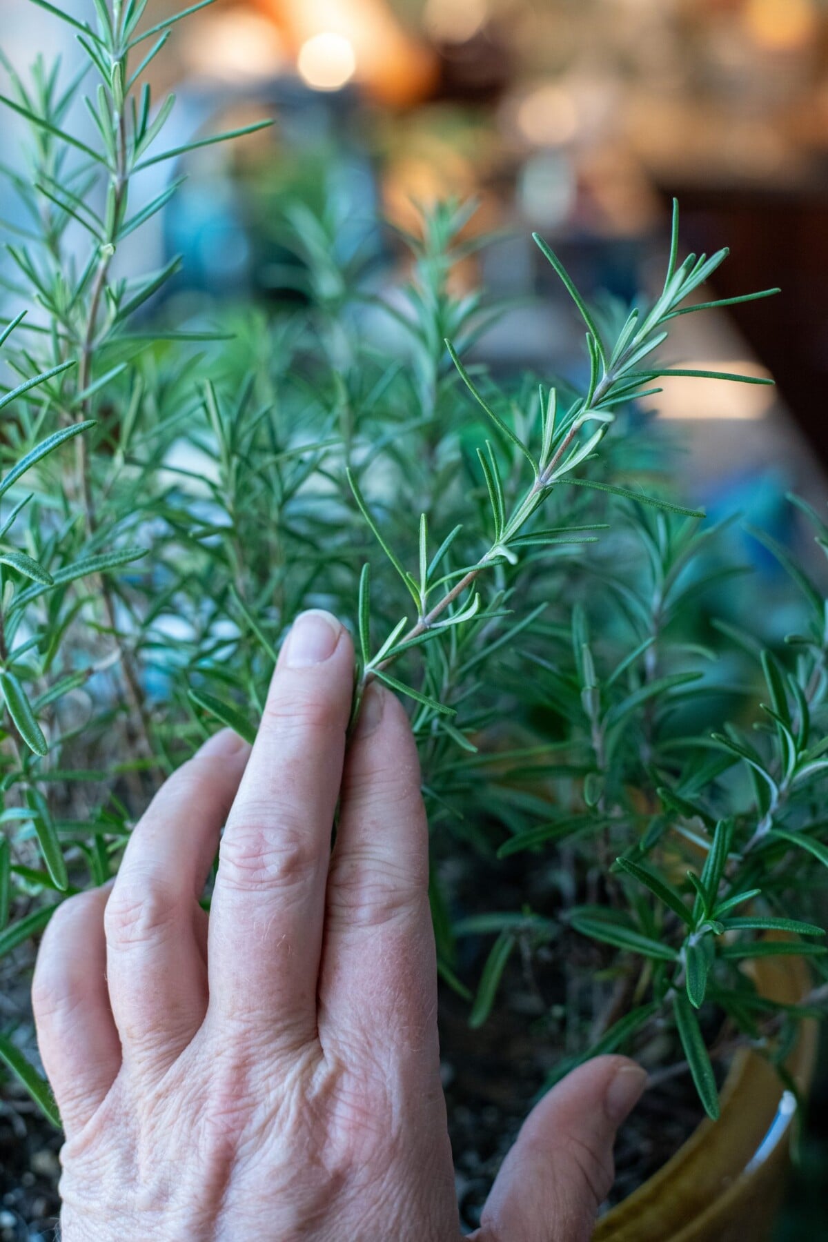 Woman's hand holding a tender sprig of rosemary