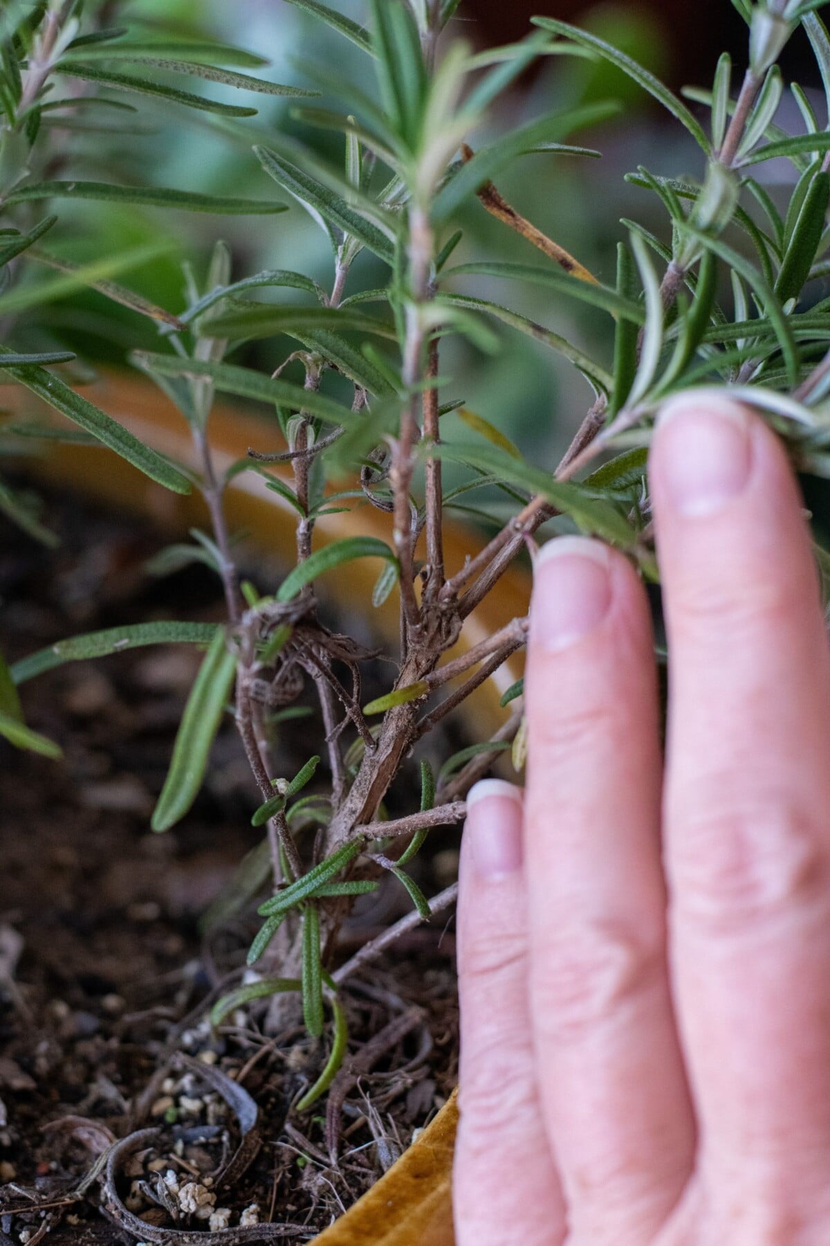 A woman's hand against the stems of a rosemary plant with a woody base