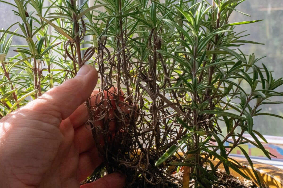 Woman's hand showing dried out rosemary on the lower stems of the plant 