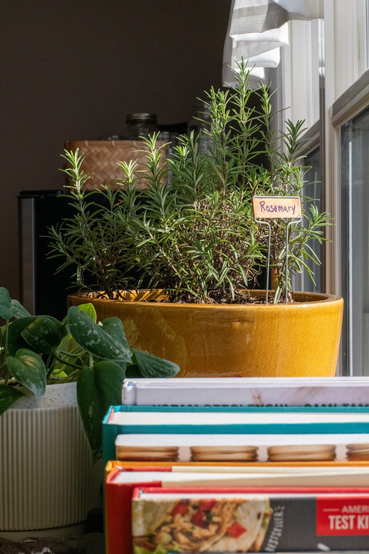Potted rosemary next to cookbooks near a window
