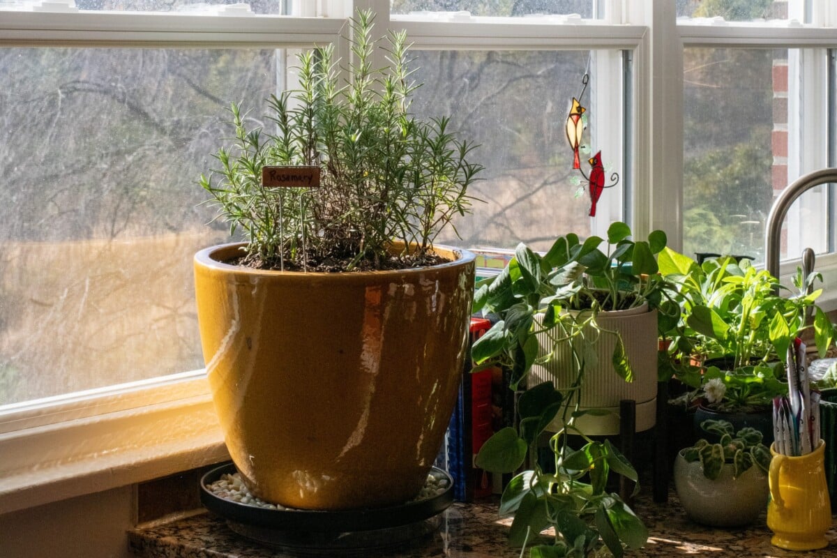 A large potted rosemary sitting on a counter near a sunny windowsill, houseplant surround the rosemary