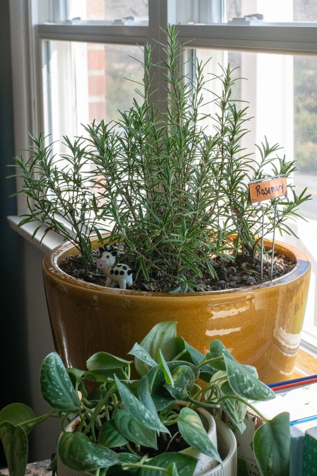 Large potted rosemary plant