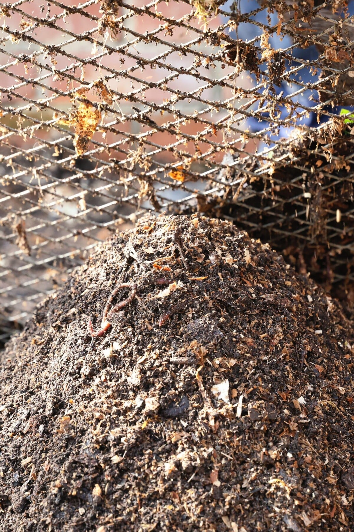 Finished, screended leaf mold